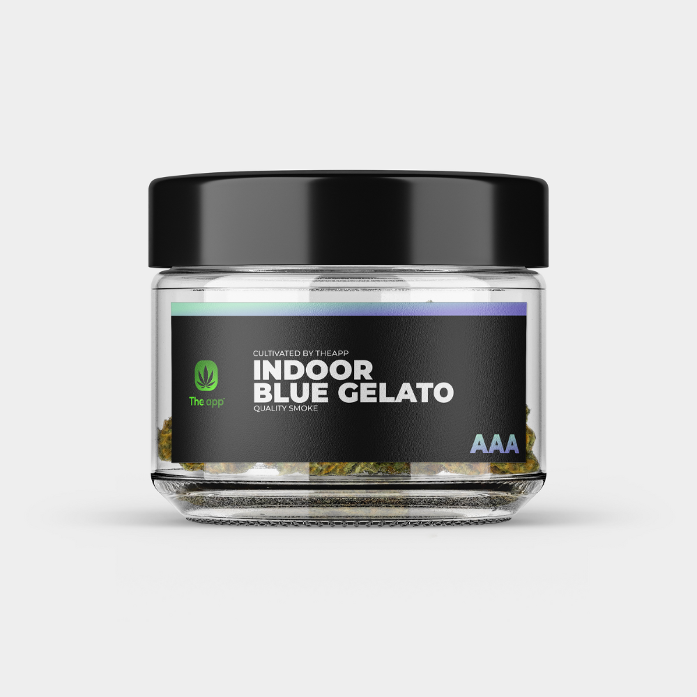 Blue Gelato - AAA Indoor
