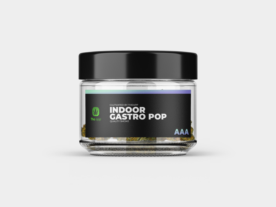 Gastro Pop - AAA Indoor